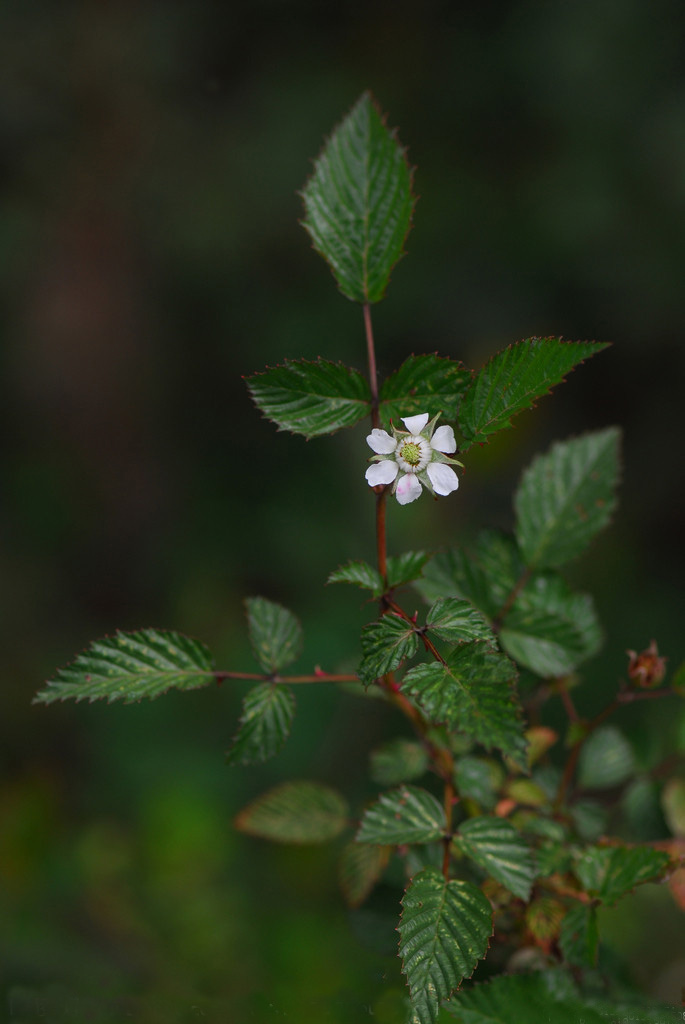 已開花的栽秧泡（栽秧藨）植株