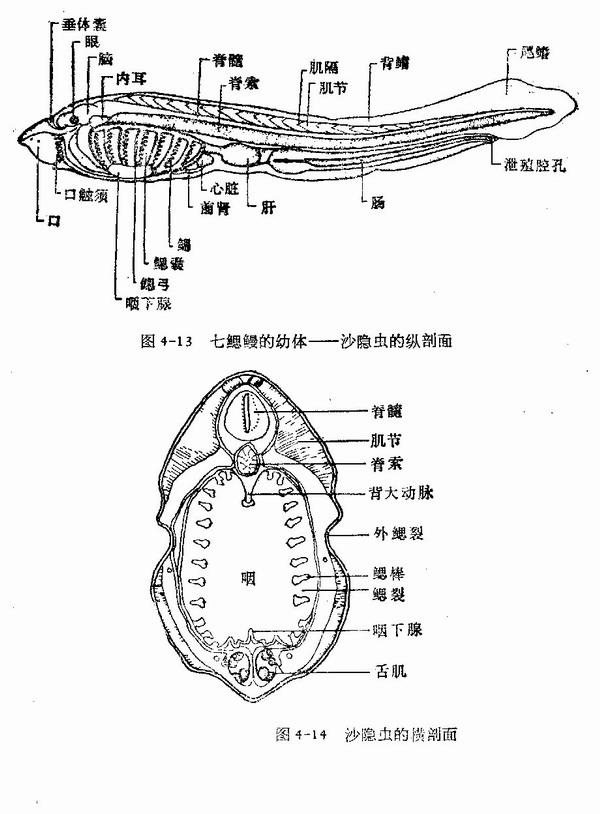 沙隱蟲