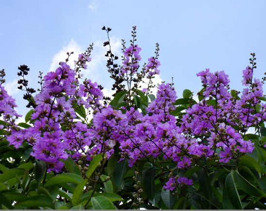 紅元寶(紫薇屬福建紫薇栽培品種)