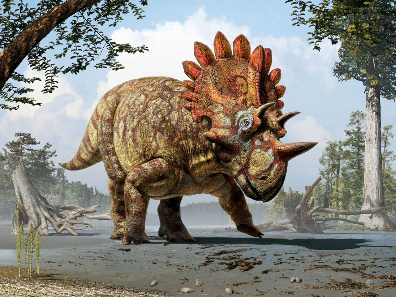 Regaliceratops peterhewsi