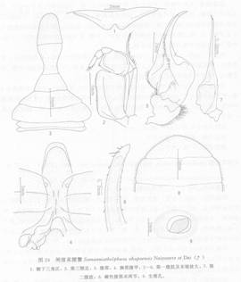 閘坡束腰蟹