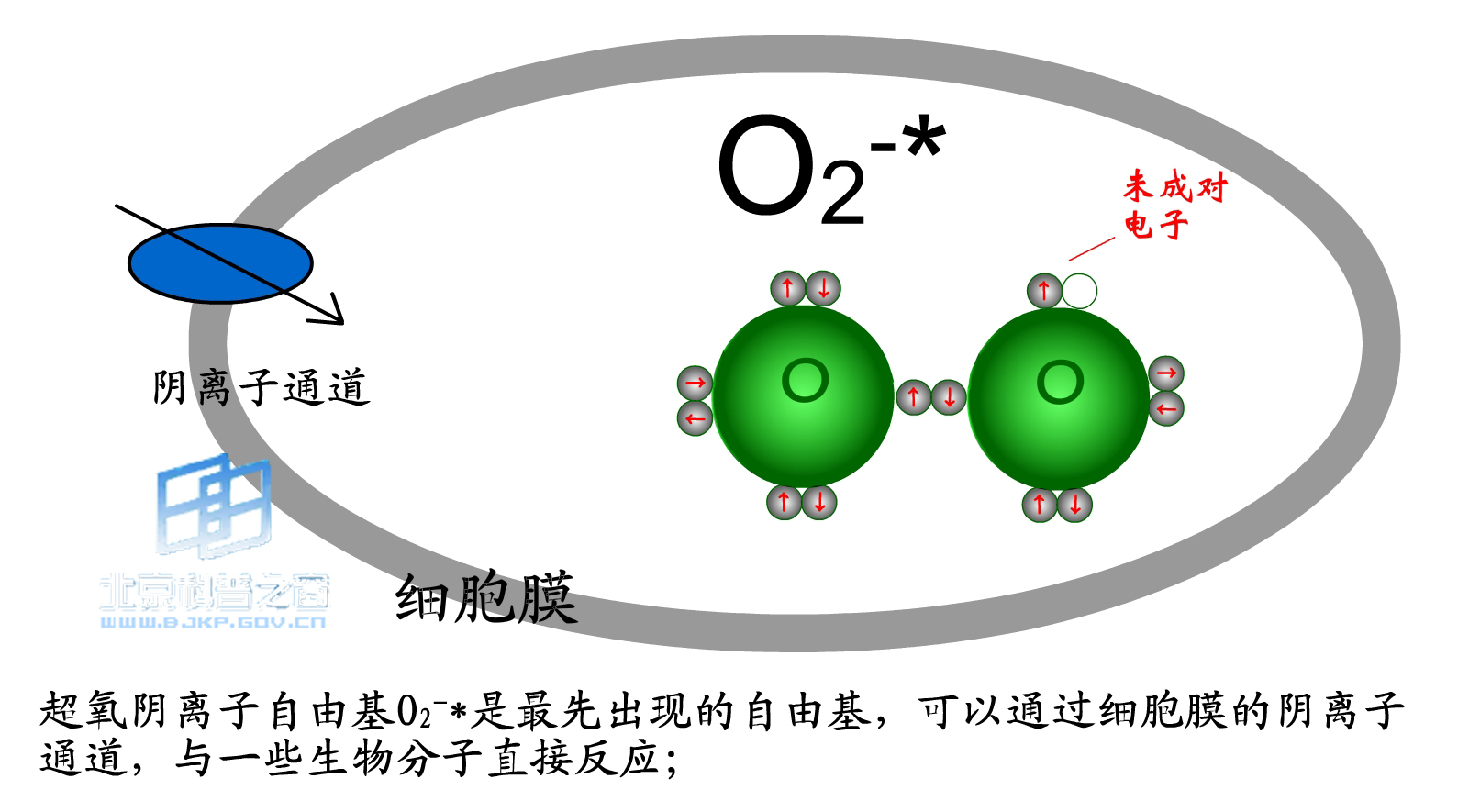 氧自由基