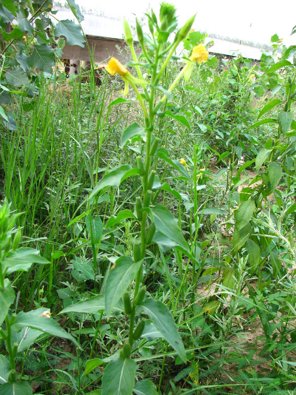 小花月見草