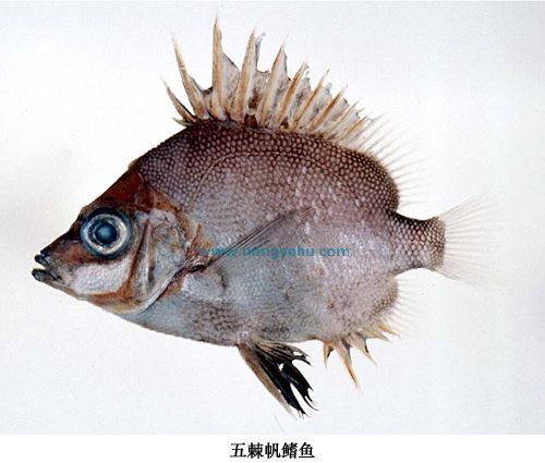 五棘帆魚