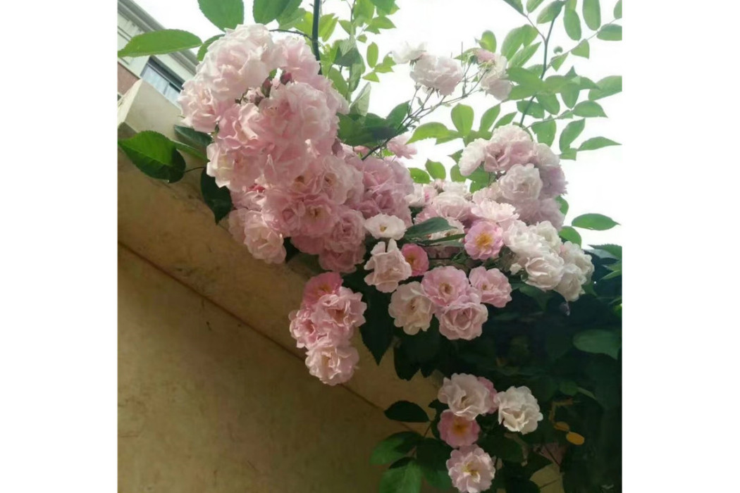 粉團薔薇海南個體003