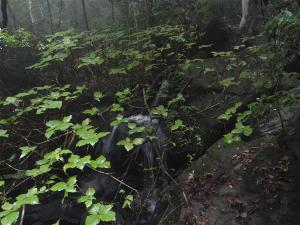 永定洪山王壽山