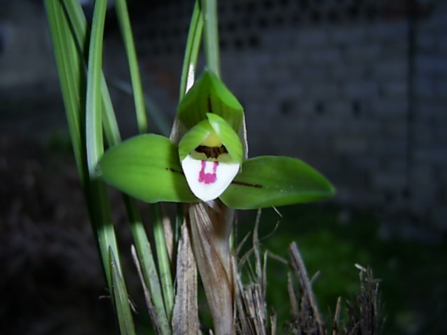 長葉香草