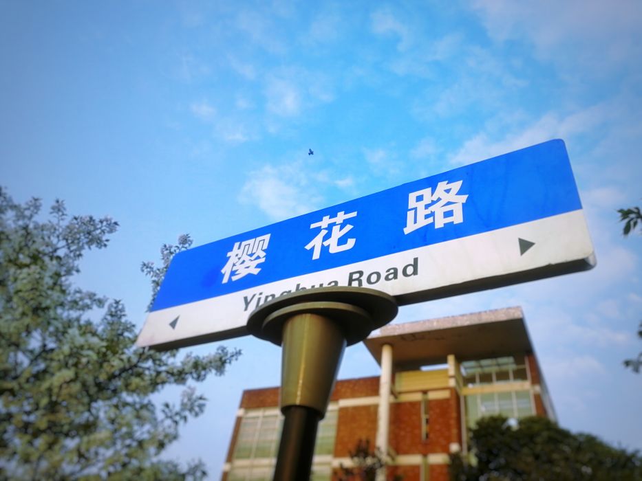 櫻花路(武漢科技大學城市學院櫻花路)