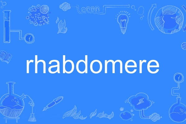 rhabdomere