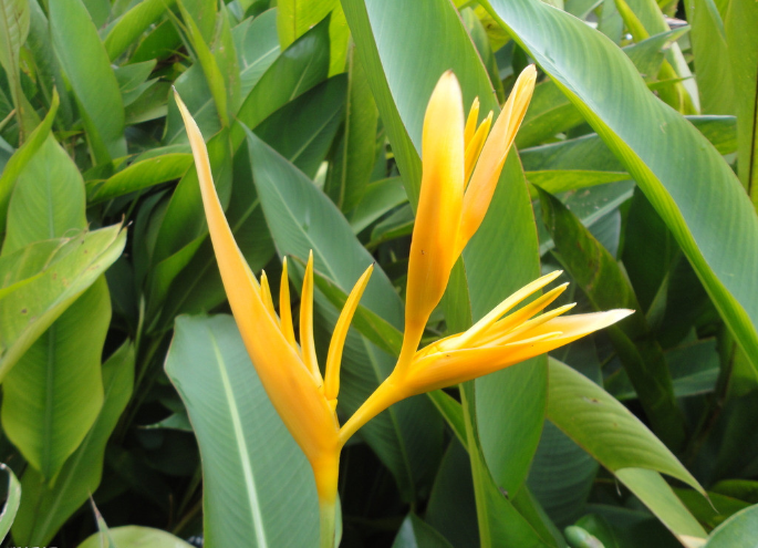 鶴望蘭(吉祥鳥（芭蕉科鶴望蘭屬植物）)