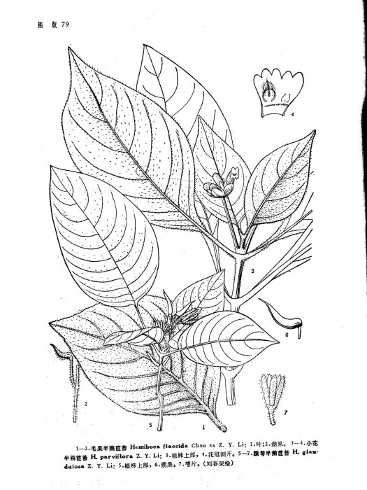 腺萼半蒴苣苔