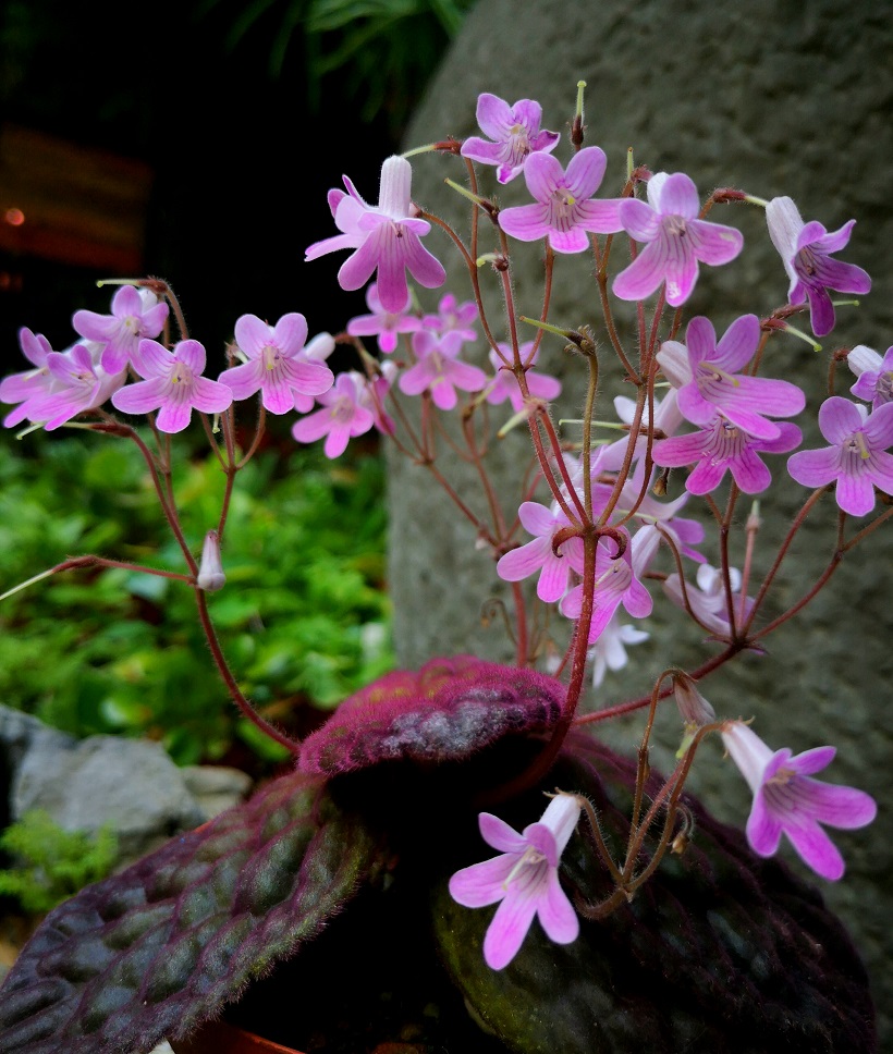 紫麟報春苣苔的花