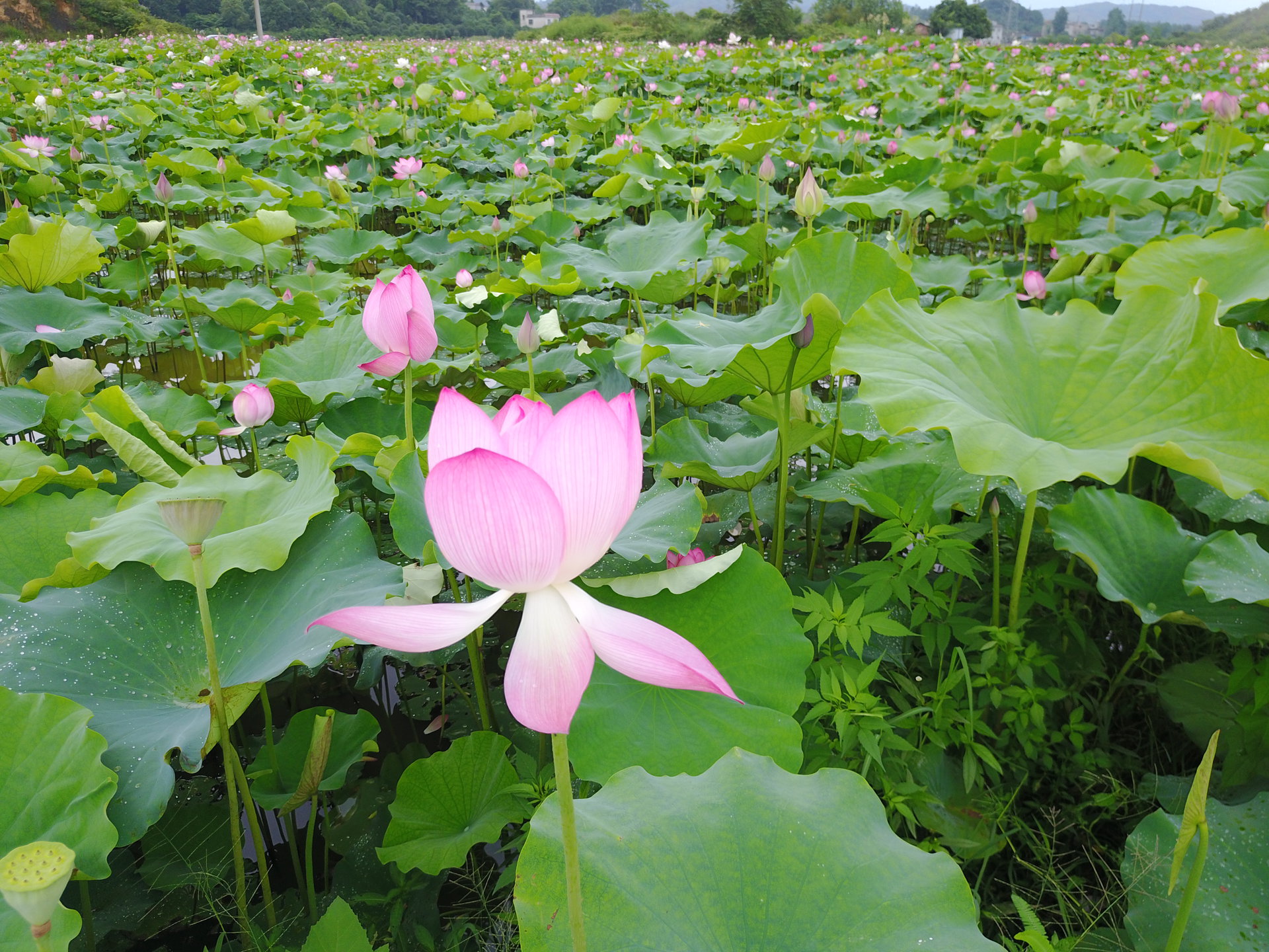 夏陽村