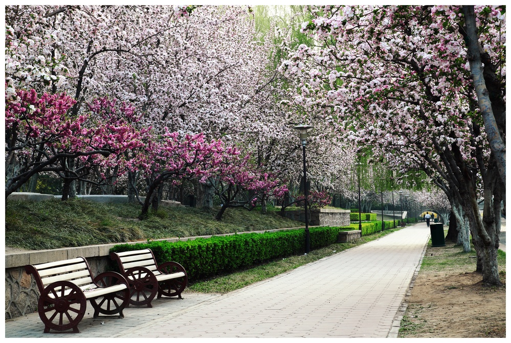 海棠公園(北京海棠公園)