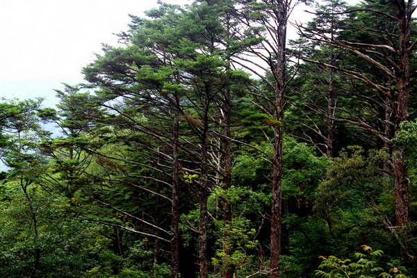 福建天寶岩國家級自然保護區(永安天寶岩自然保護區)