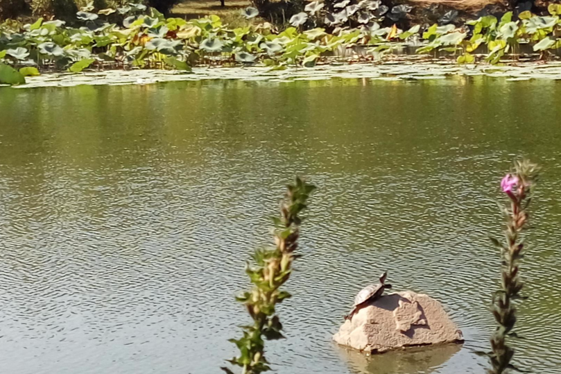 青陽湖