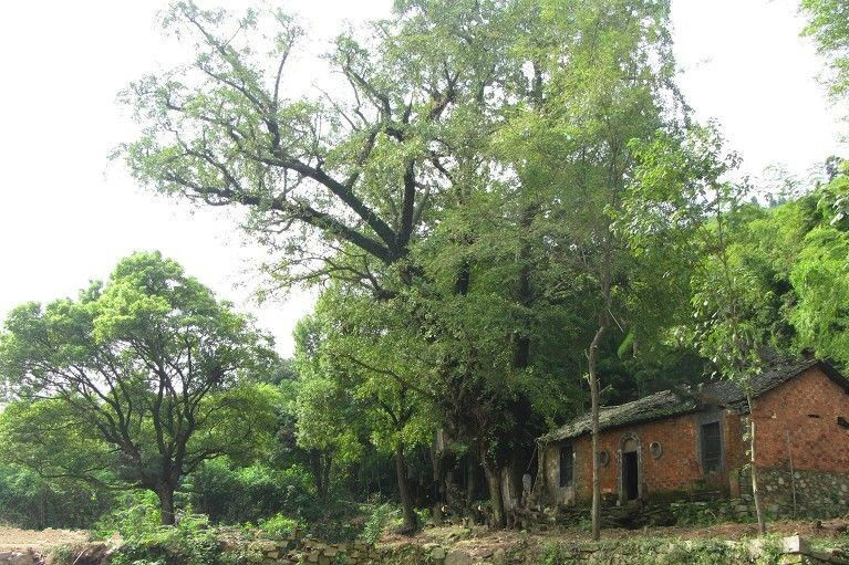 白雲庵（湖北省鄂州市碧石渡鎮李境村五卦山）