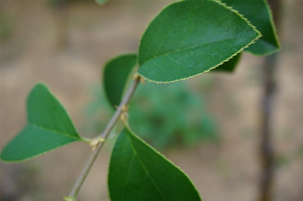 木瓜方城20號