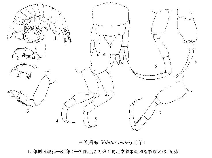 三叉路戎