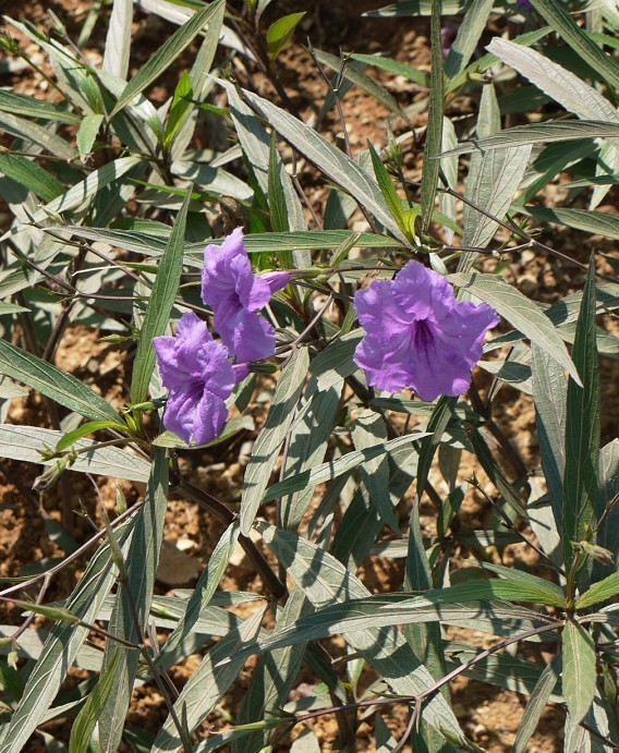 紫葉蘆莉草