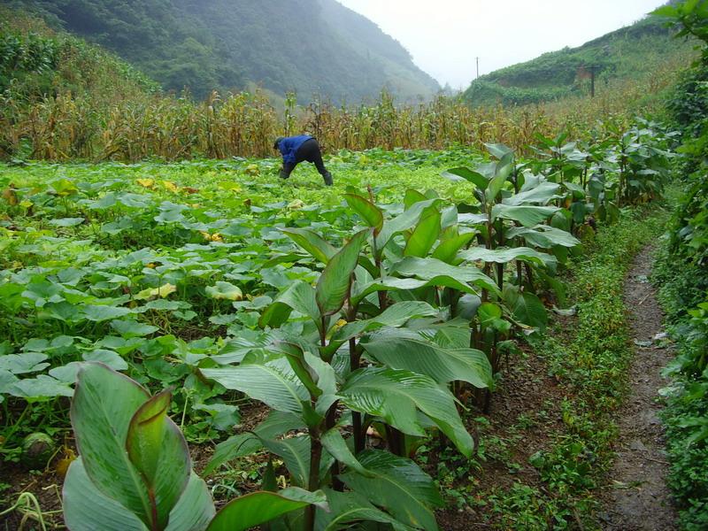 　特色產業