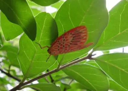 苔蛾