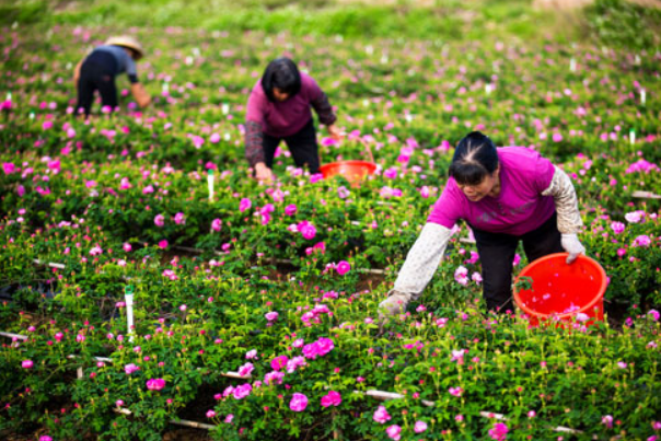 小欖荼薇花製品加工技藝