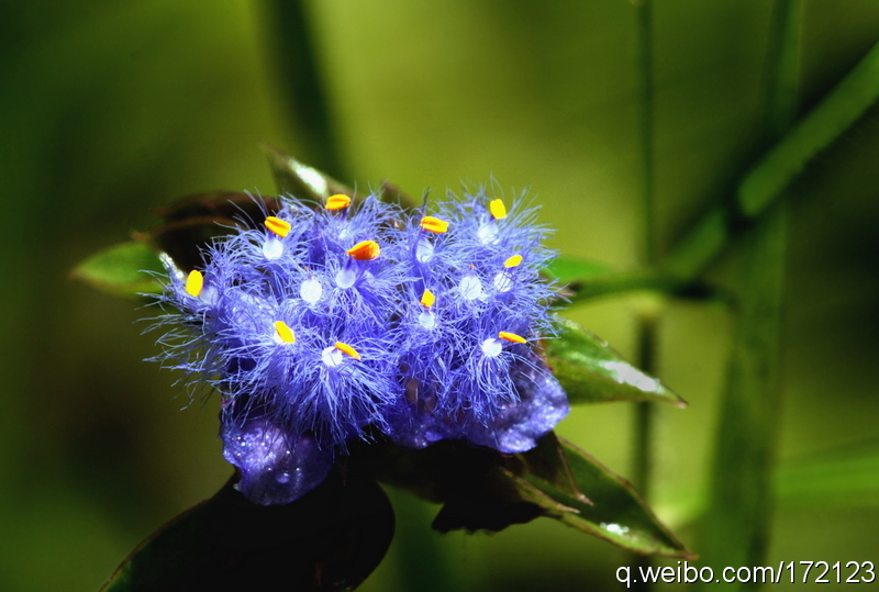 藍耳草