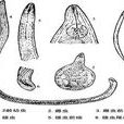 根結線蟲
