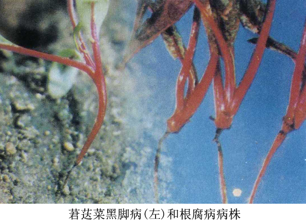 莙薘菜根腐病