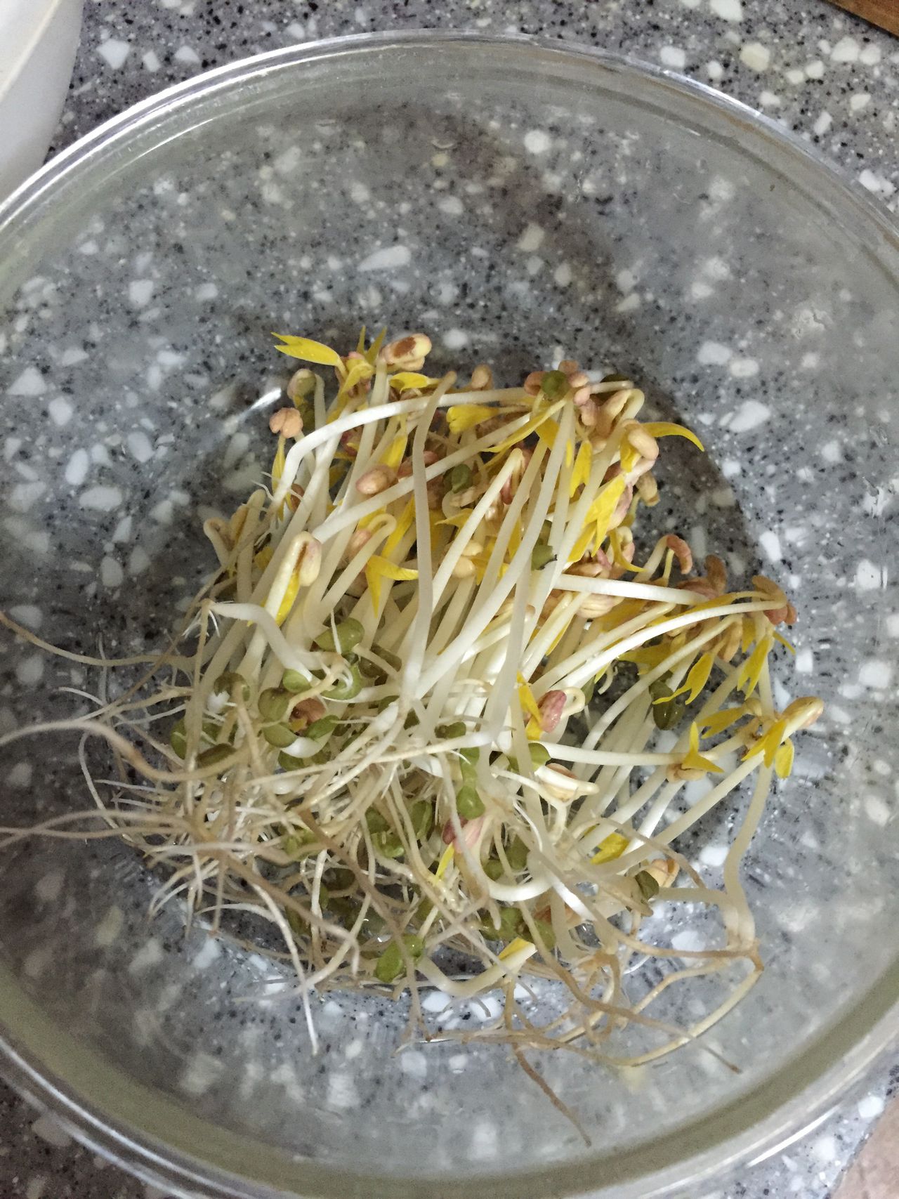 極簡版自發豆芽