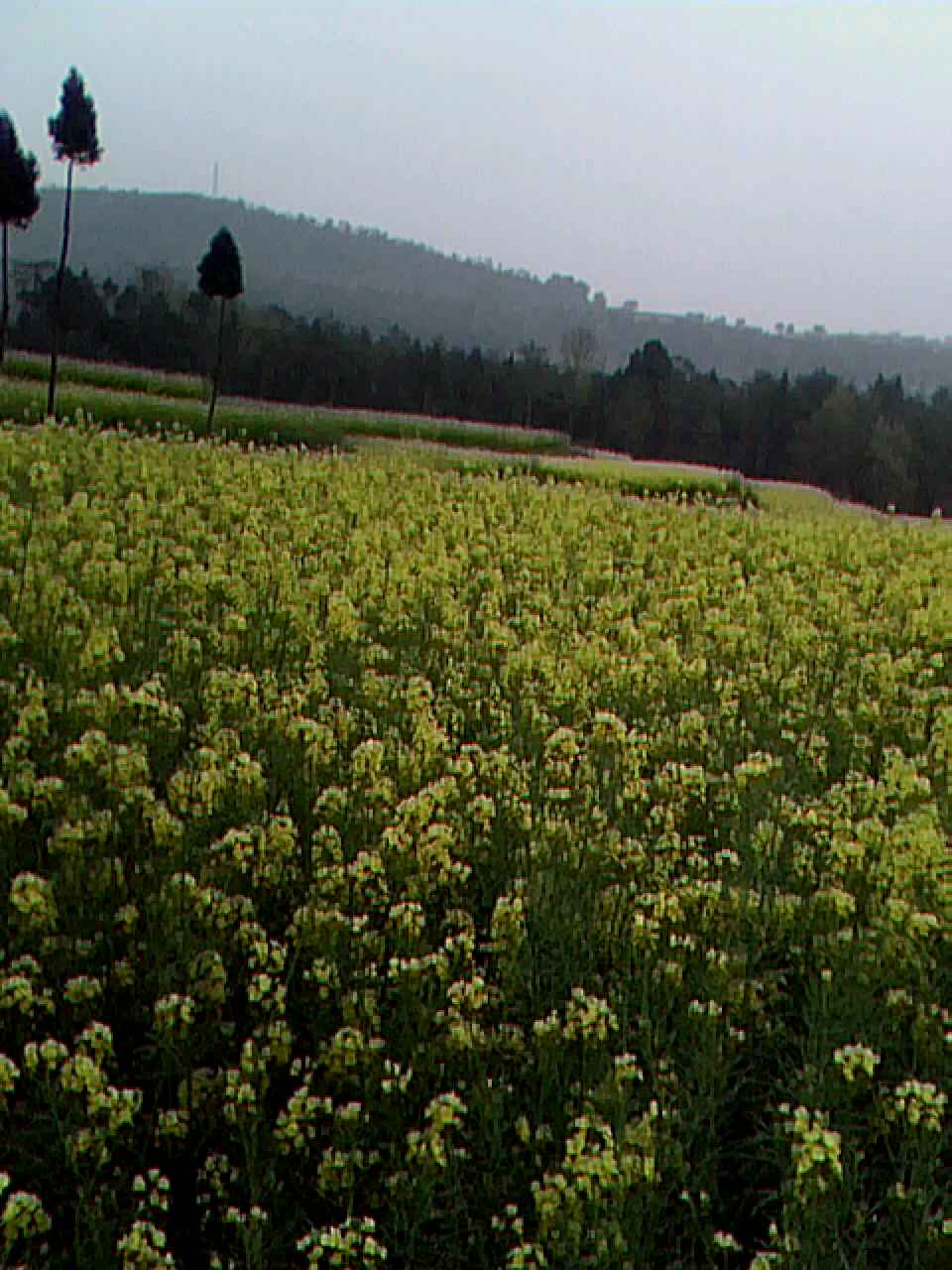 美麗油菜花