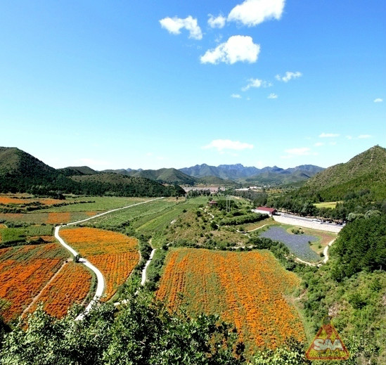 南灣村(北京市延慶縣四海鎮下轄村)