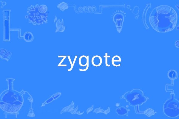 zygote