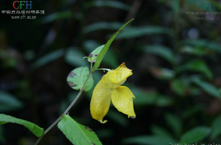 異型葉鳳仙花