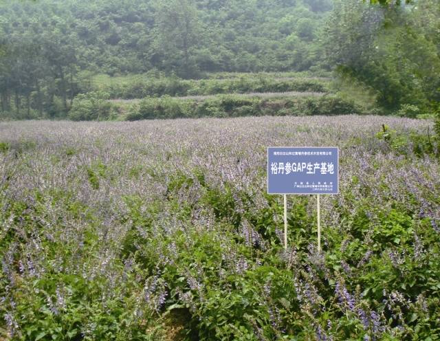 方城丹參GAP生產基地