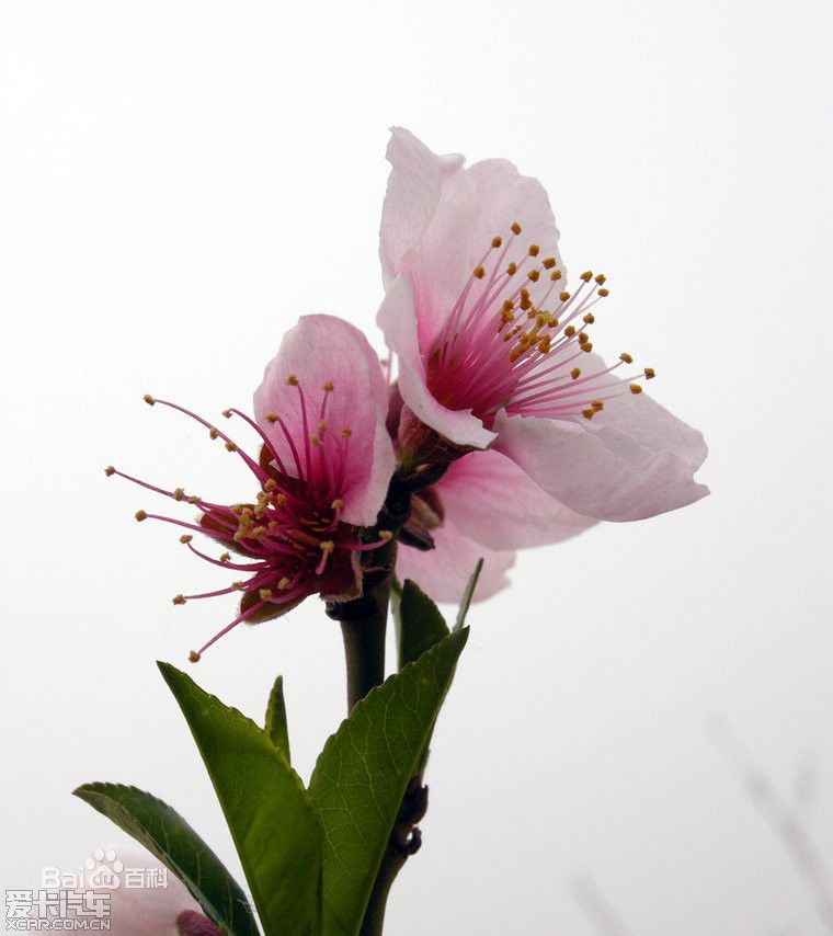 中華地桃花（變種）