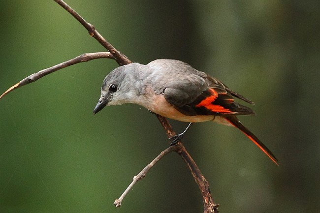 粉紅山椒鳥