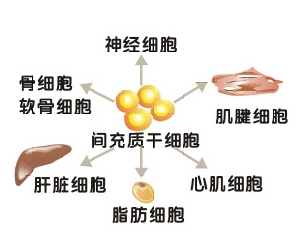 臍帶間充質幹細胞