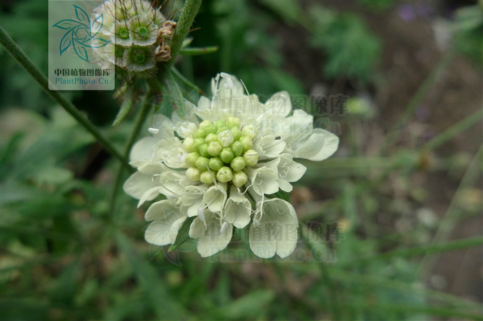 黃盆花組