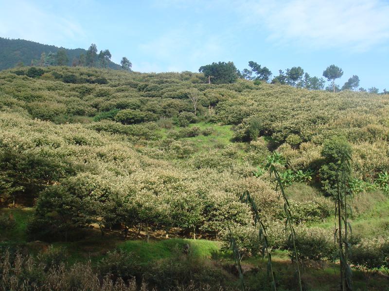 小大寨自然村板栗種植業