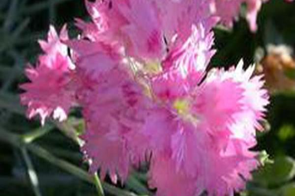 Dianthus \x27Nana Pink Tones\x27