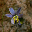 山菅蘭(植物)