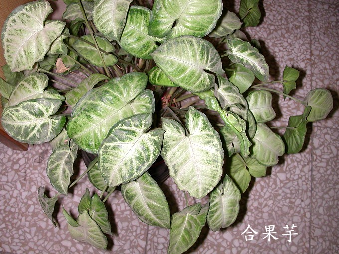 銀白合果芋