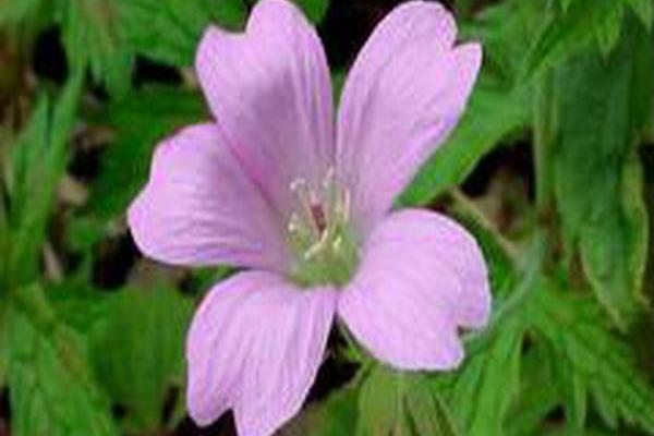 Geranium × oxonianum \x27Wargrave Pink\x27