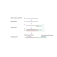 逆轉錄PCR(RT-PCR)