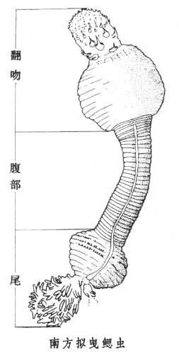 擬曳鰓蟲