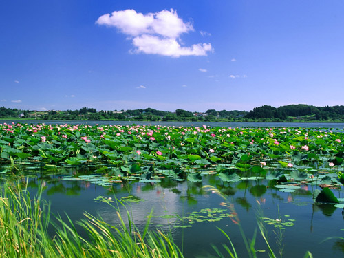 微山湖(微山湖上（微山湖上）)