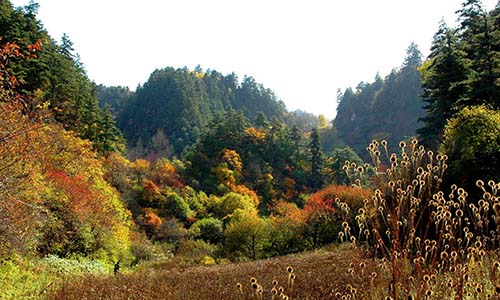 甘肅渭河源國家森林公園