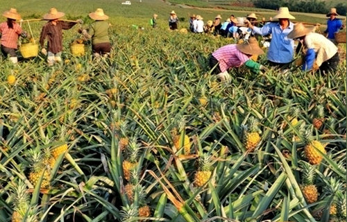 鳳梨(菠籮)